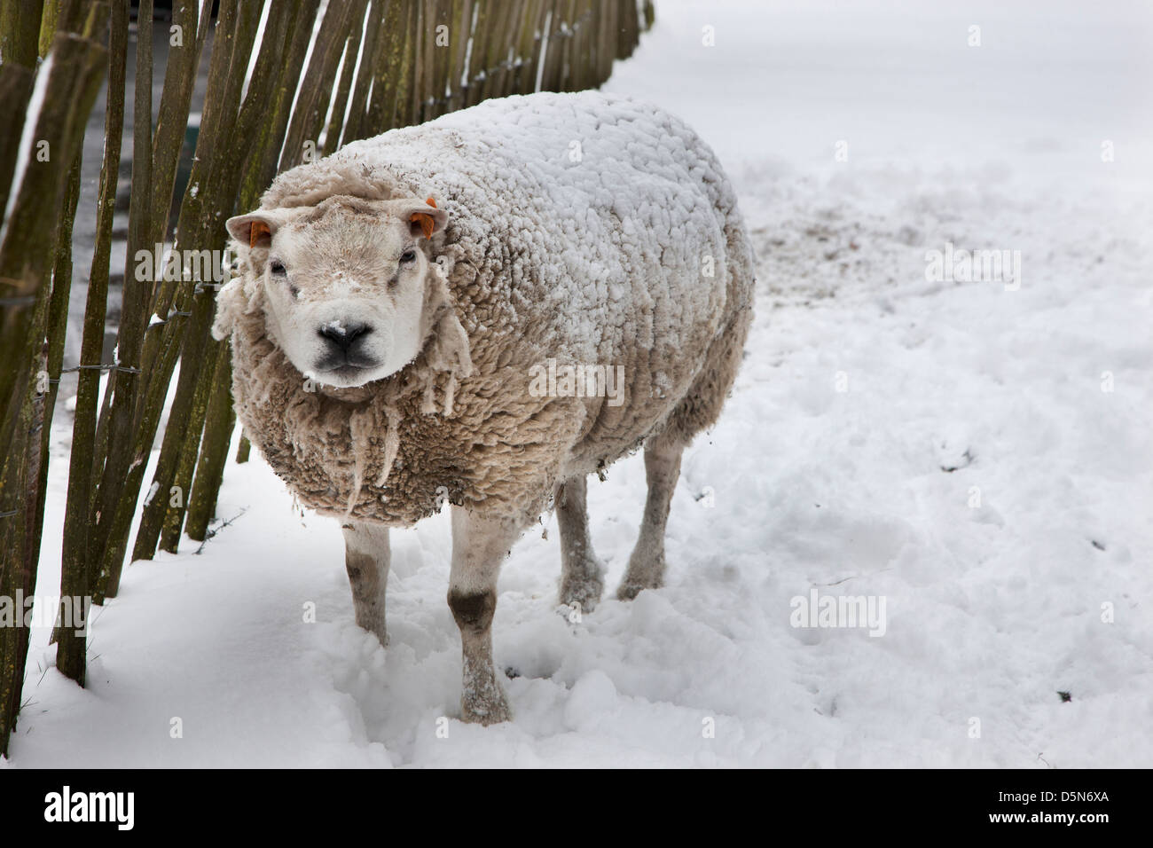 Domestic sheep in thick coat in the snow in winter Stock Photo