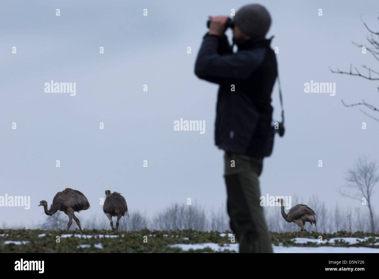 The coordinator of the task-force Nandu-Monitoring, Frank Philipp, observes wild Greater Rheas (Rhea americana) on a field near Schattin, Germany, 05 April 2013. Wild Greater Rheas living in the west of Mecklenburg were counted with the help of eleven volunteers on 05 April 2013. Six of these flightless birds, which are endemic to South America, escaped a breeder and have since multiplied to more than a hundred animals. Photo: Jens Buettner Stock Photo