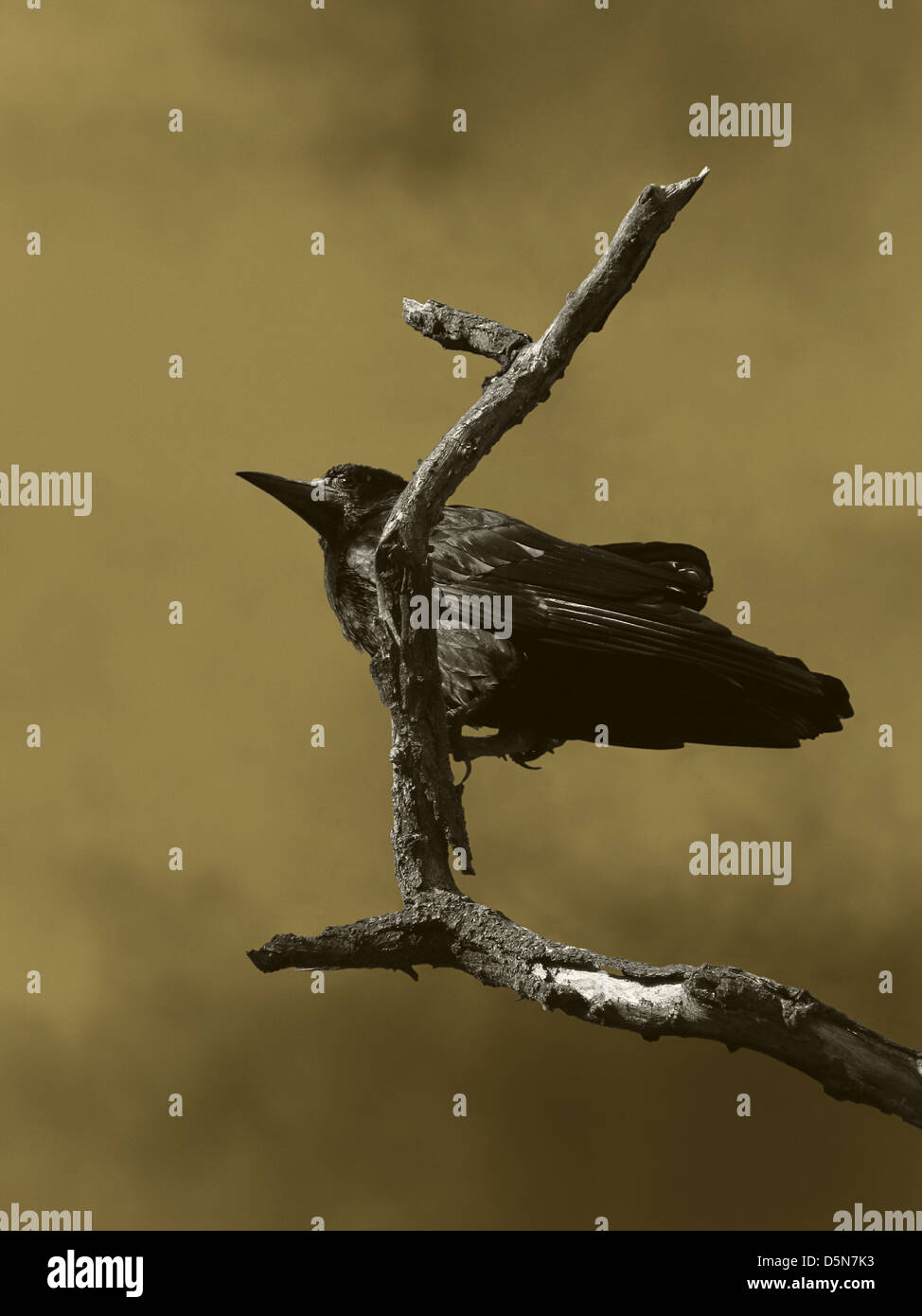 black raven sitting on dry tree Stock Photo