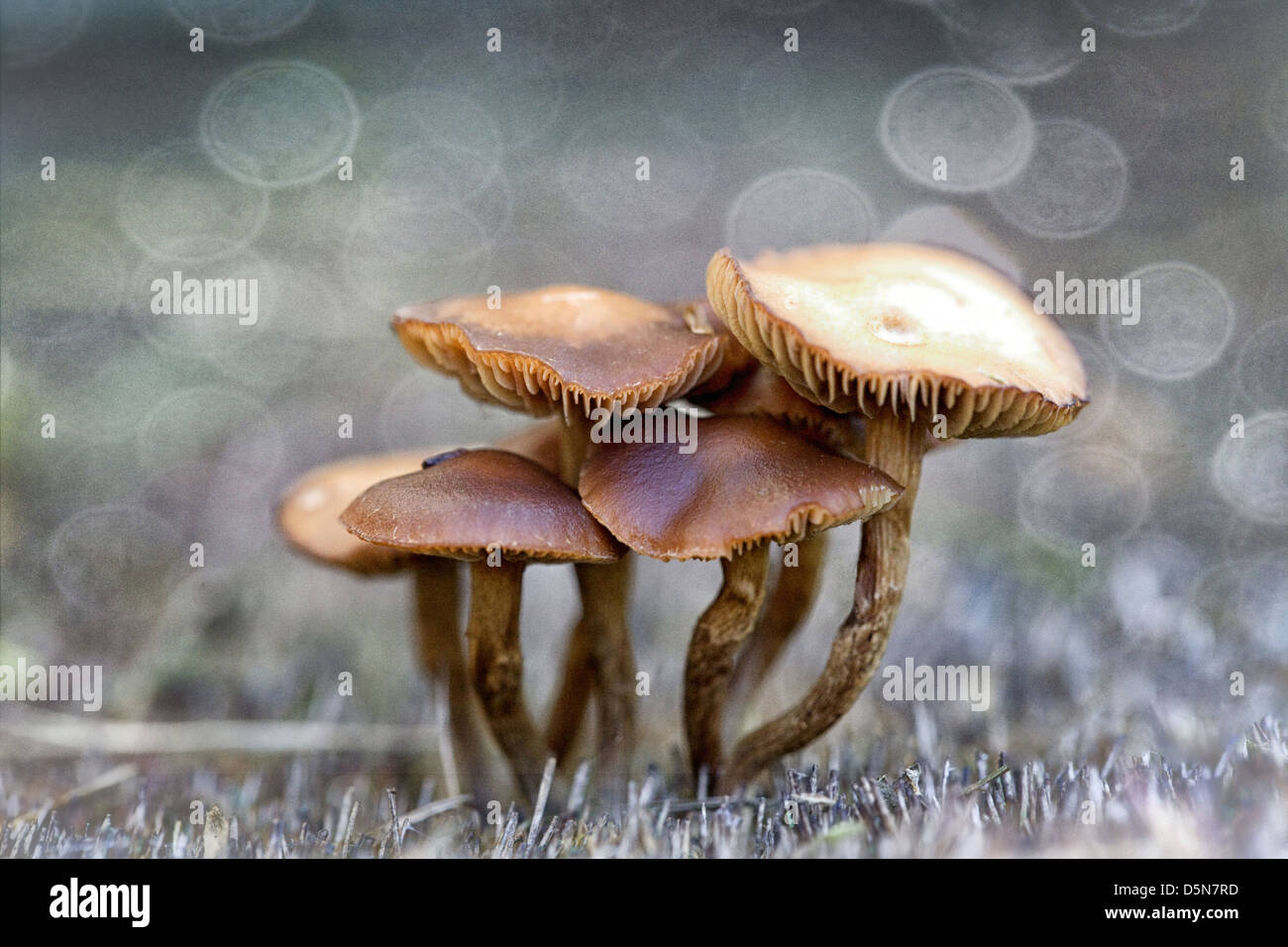 Macro Mushrooms, tiny mushrooms growing together in the grass Stock