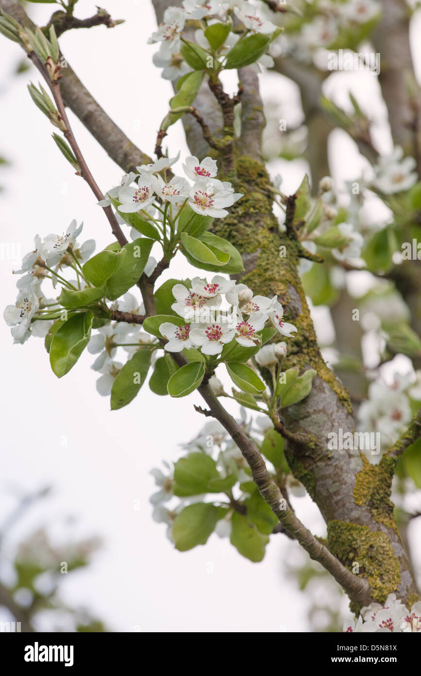 Pear blossom promises a good vintage for Perry Stock Photo
