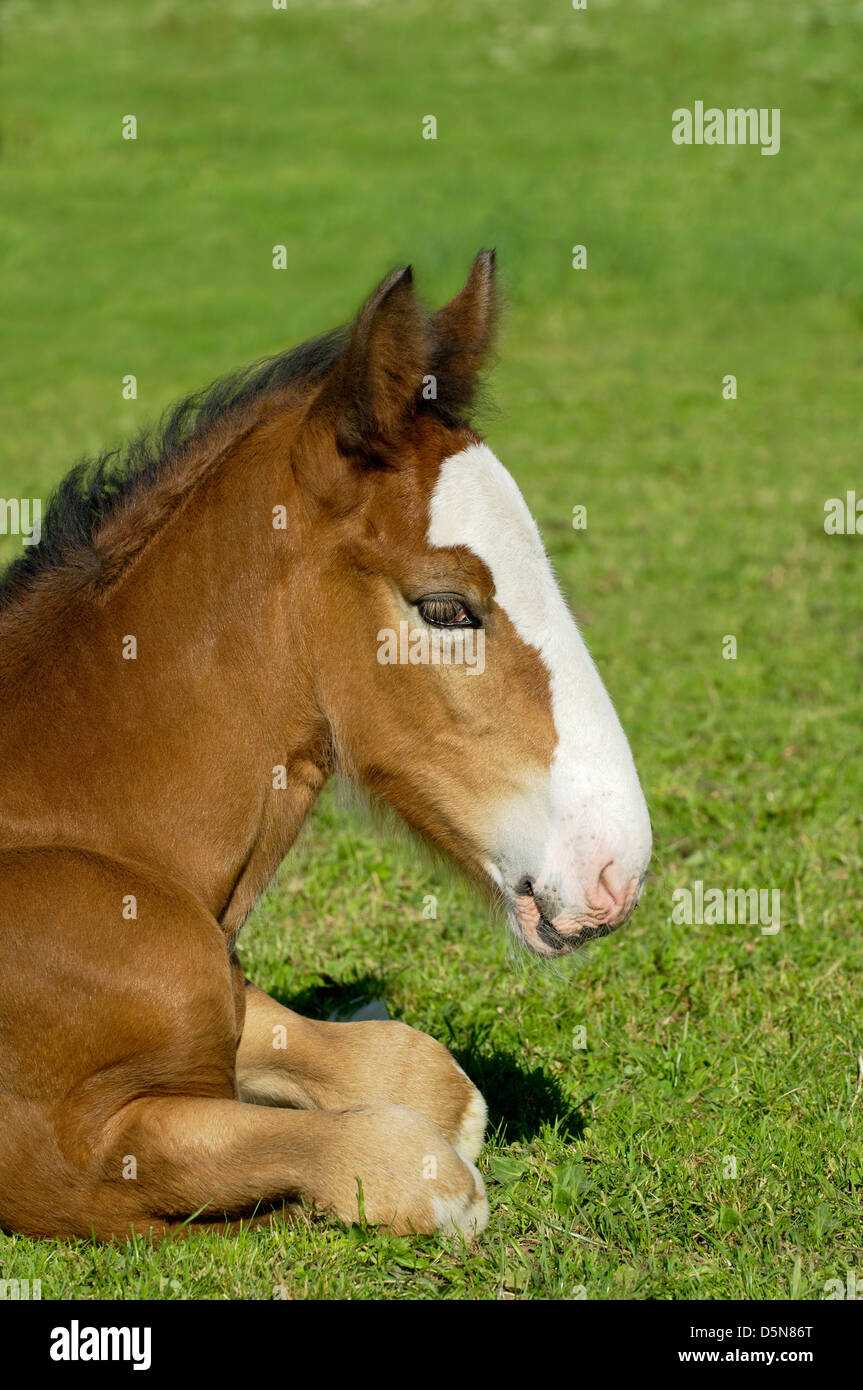 forgotten fields horse