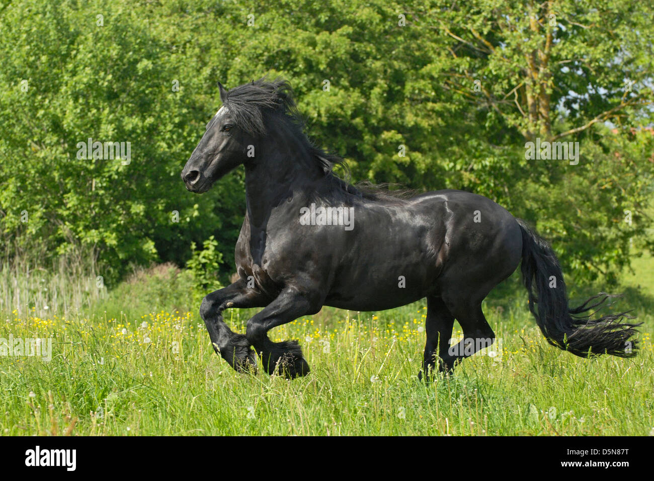 Friesian horse galloping in a meadow Stock Photo