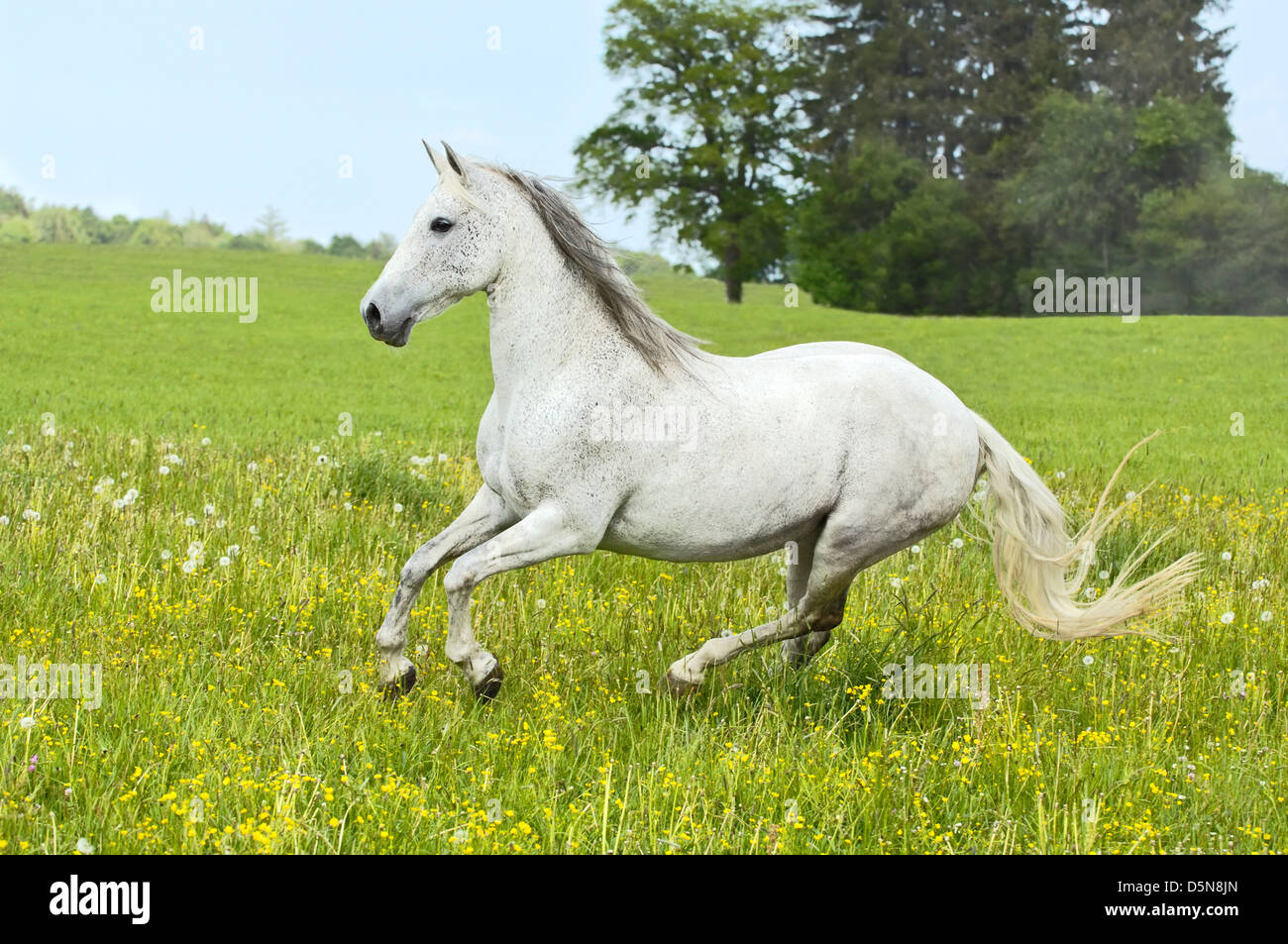 Andalusian horse galloping in a meadow Stock Photo