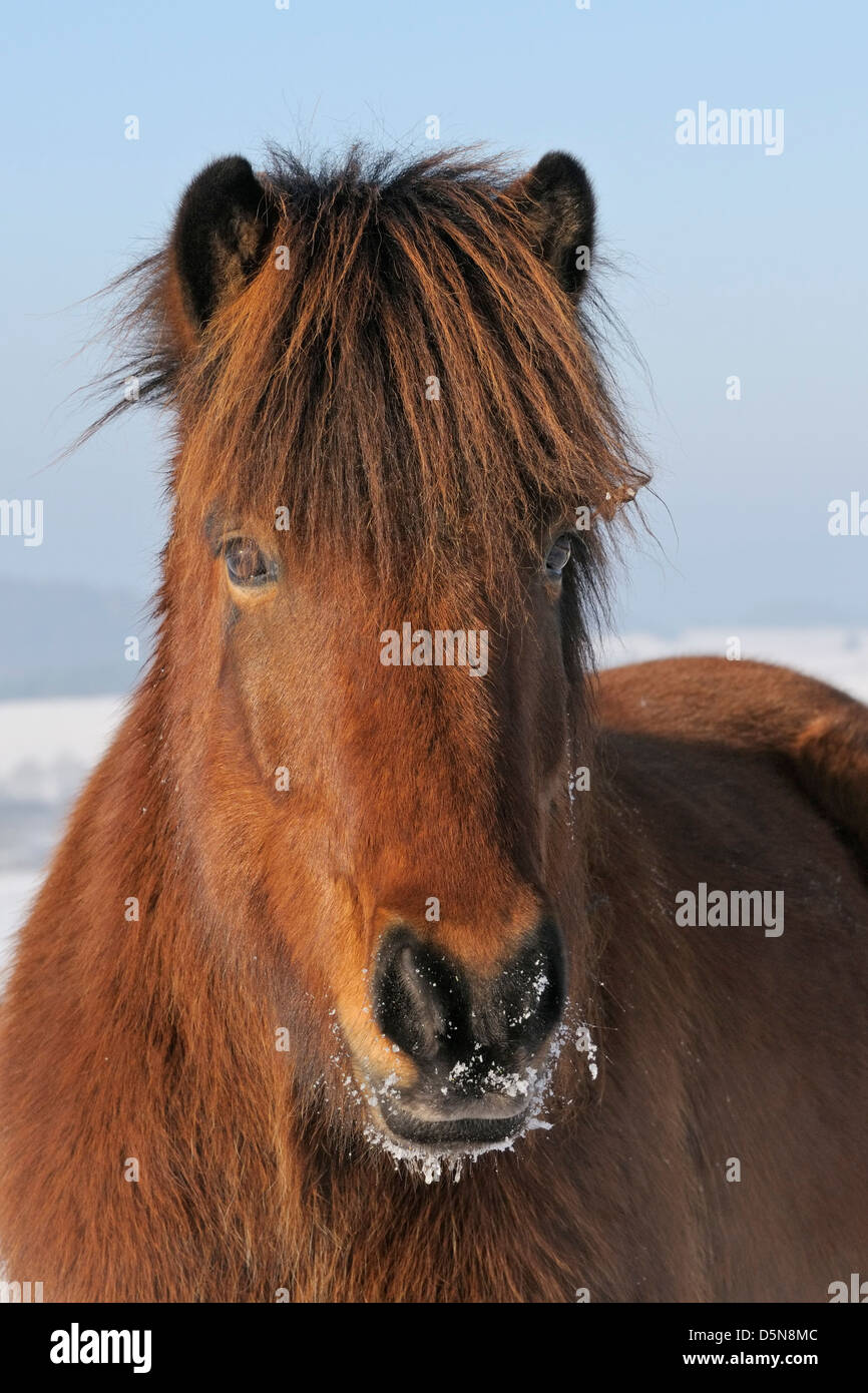 Icelandic horse in winter Stock Photo Alamy