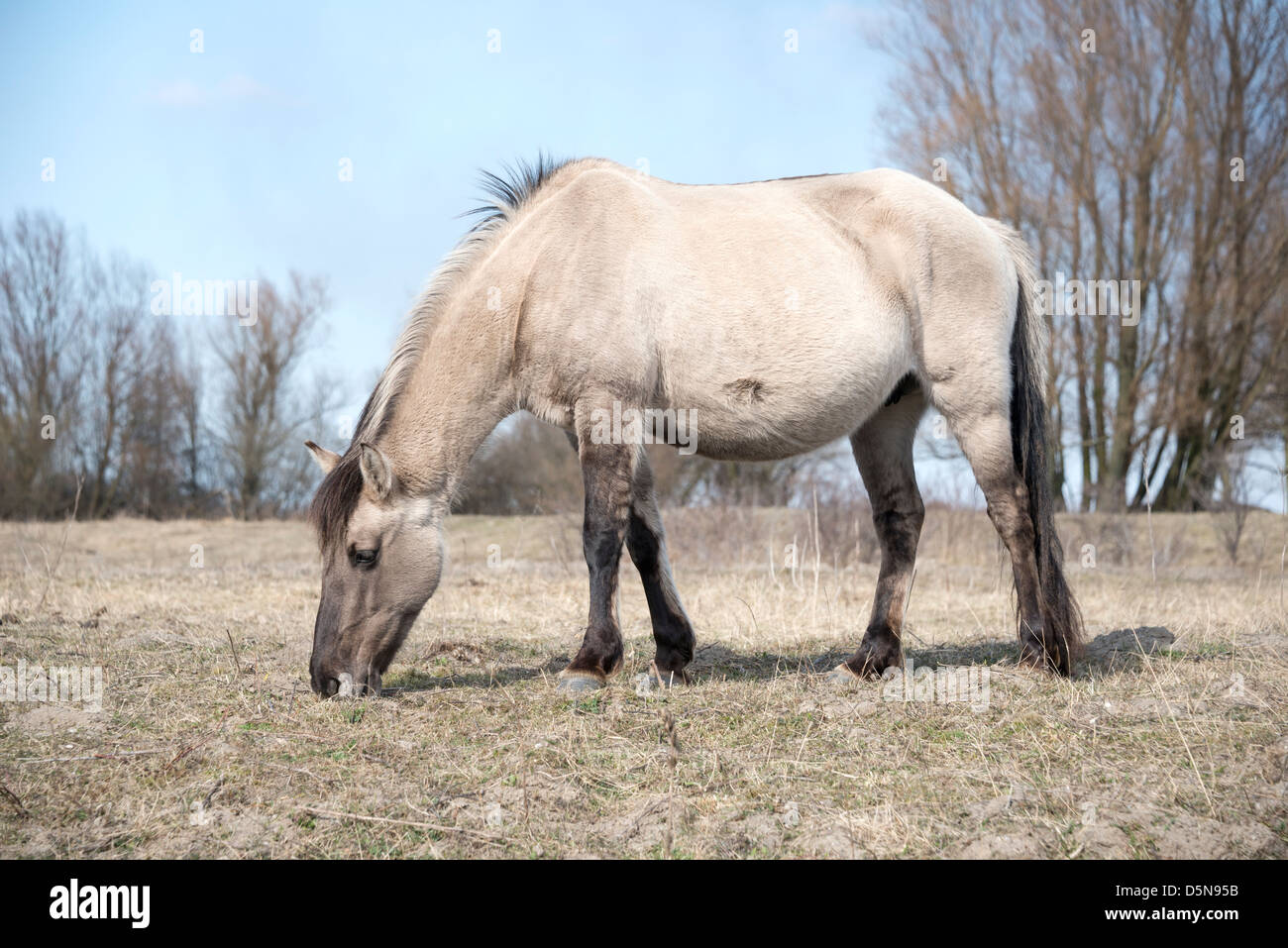 single brown horse on the filed Stock Photo