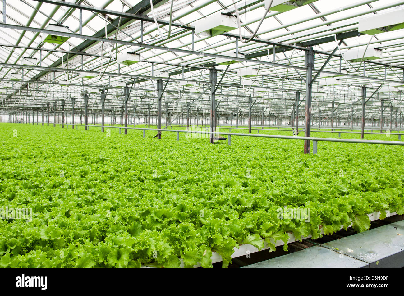 Lettuce growing in greenhouse in Russia Stock Photo Alamy