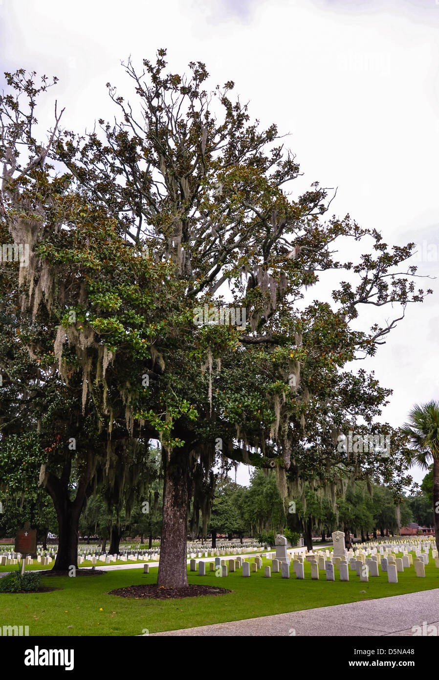 chokeweed laden tree on a military graveyard Stock Photo