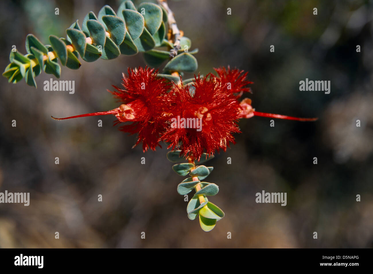 Western Australia Rapier Featherflower Verticordia Mitchelliana Stock Photo