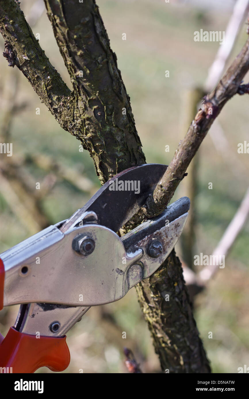 Pruning Tools High Resolution Stock Photography and Images Alamy