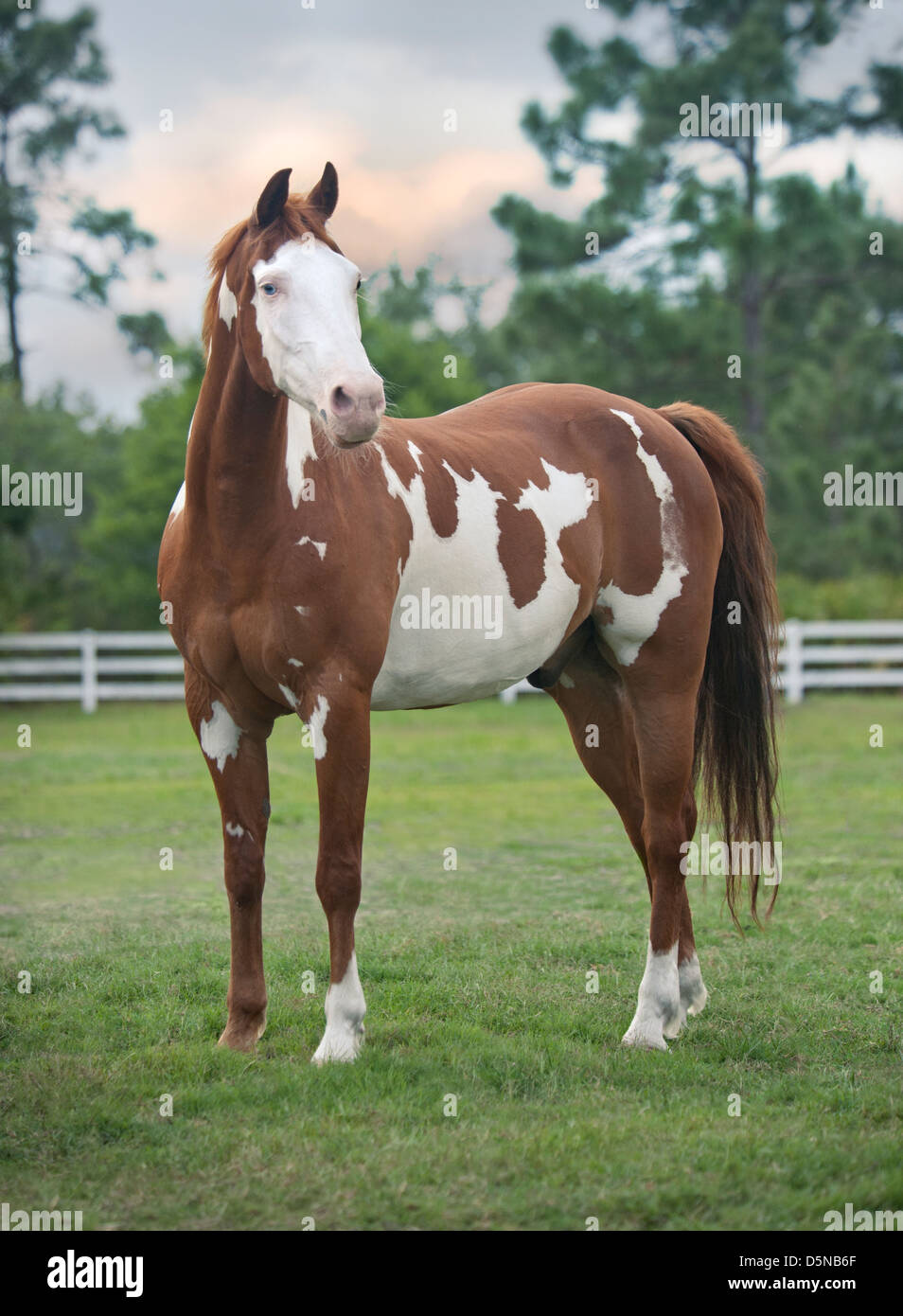 American Paint Horse stallion standing in paddock at dusk Stock Photo