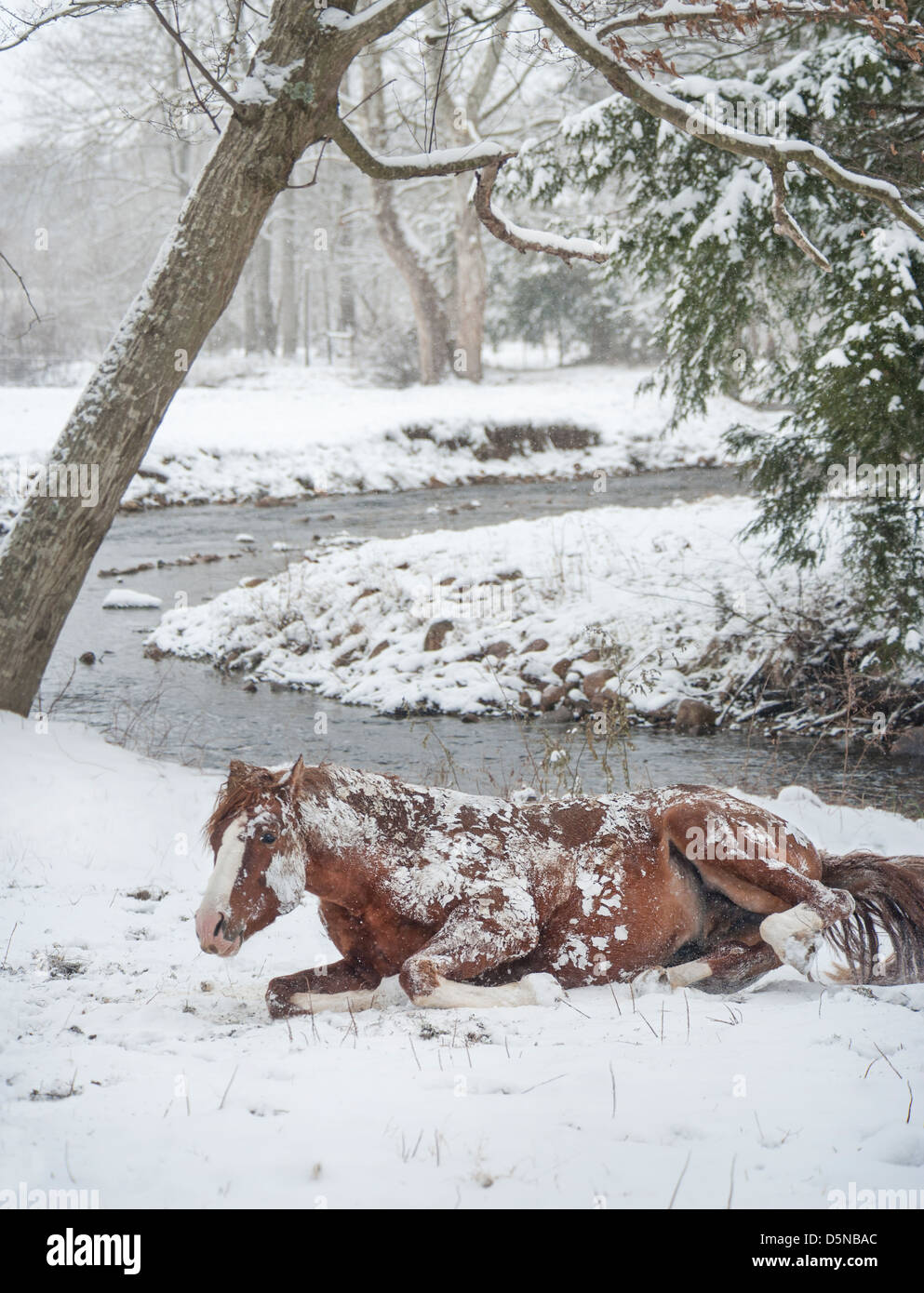 Warmblood Horse stallion rolling in fresh snow Stock Photo