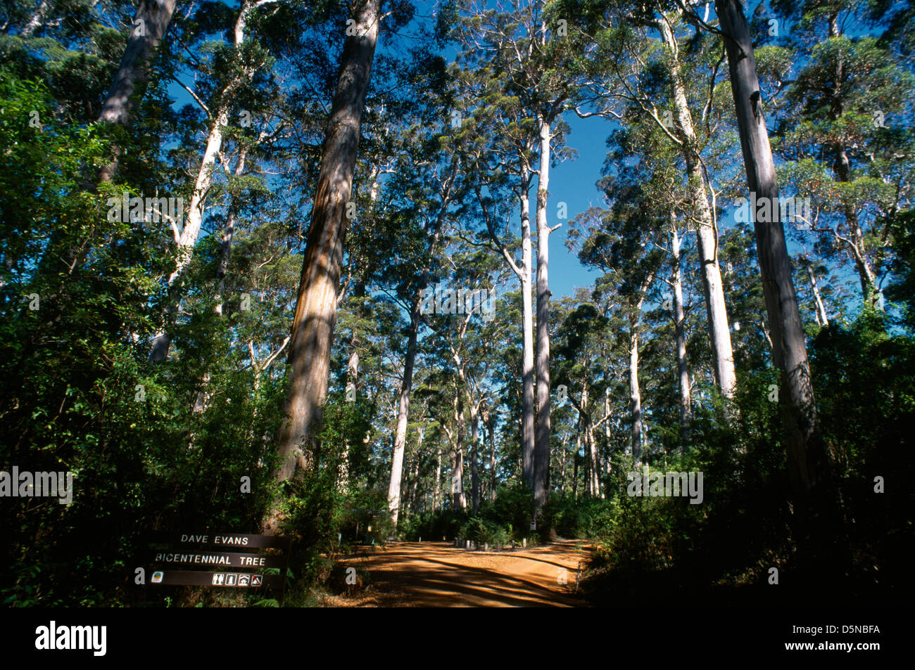 Pemberton W Australia Karri Eucalyptus Gloucester Tree Warren National Park Dave Evans Bicentennial Tree Stock Photo