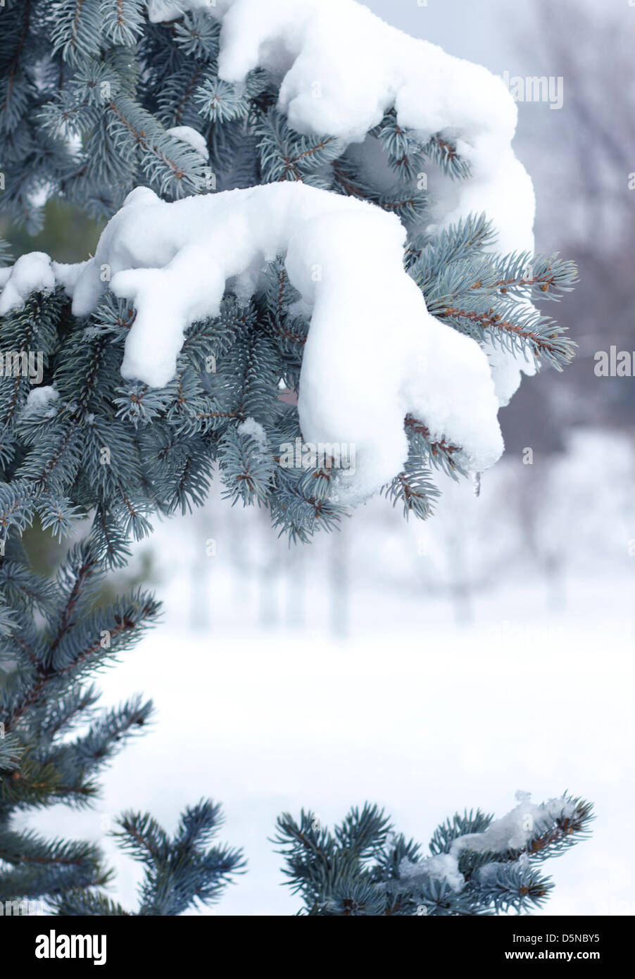 Closeup of snow on branches of a blue spruce. Stock Photo