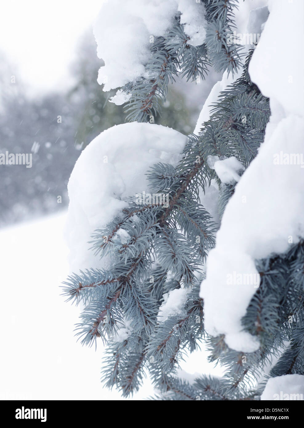 Snow falling on a blue spruce branch. Stock Photo