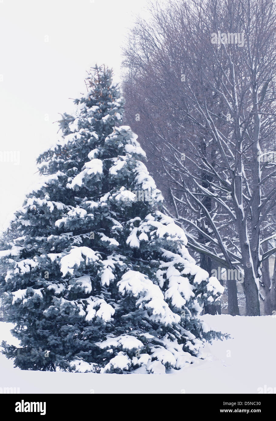 Fir tree covered with snow with deciduous trees in the background Stock ...