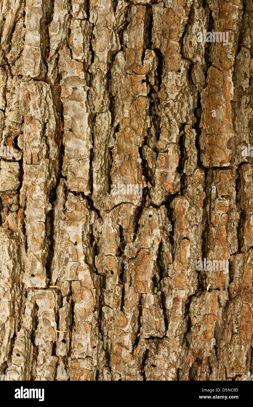 Tree bark background Stock Photo