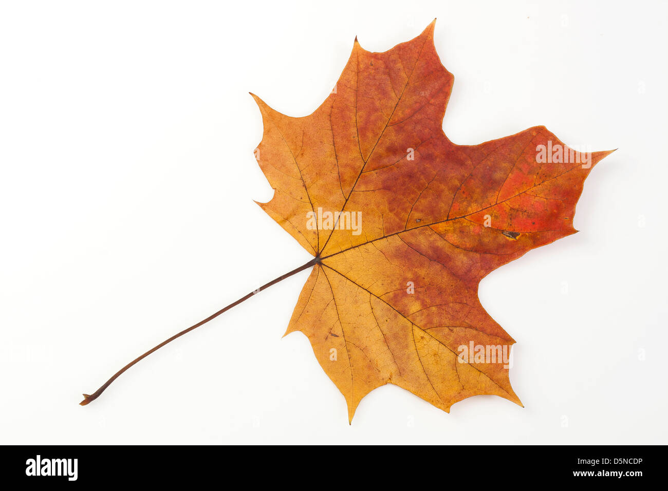 Autumn maple tree leaf isolated on white background Stock Photo - Alamy