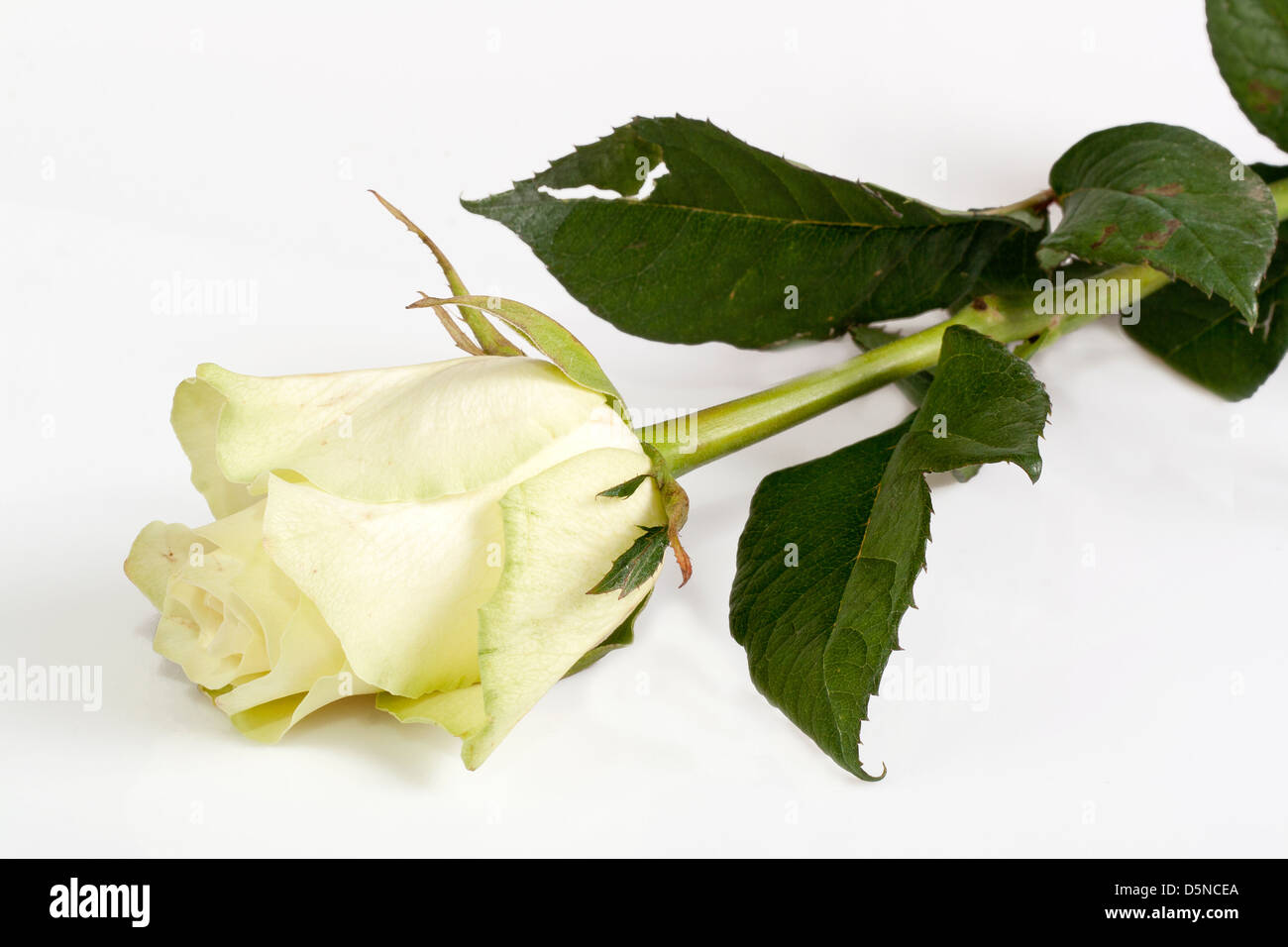 White rose isolated on white background Stock Photo - Alamy
