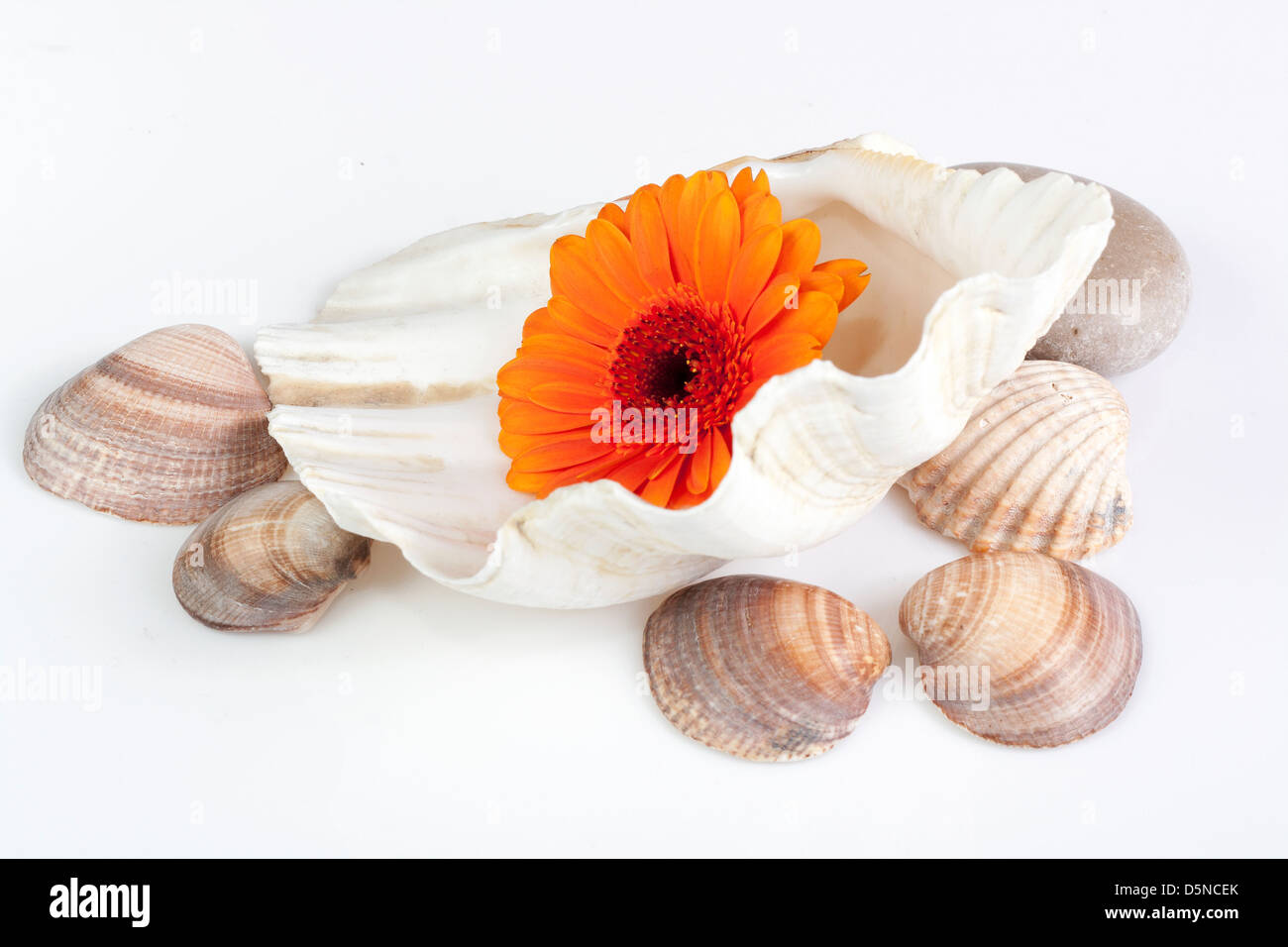 Gerbera daisy in sea shell surrounded by small shells Stock Photo - Alamy