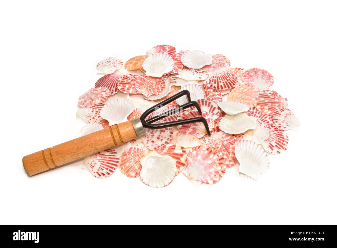 pile of seashell and rake tool on white background Stock Photo
