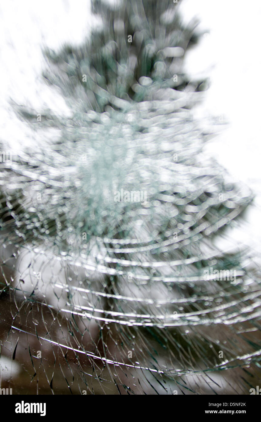 Looking up at a spruce tree through the cracks in a smashed windshield. Stock Photo