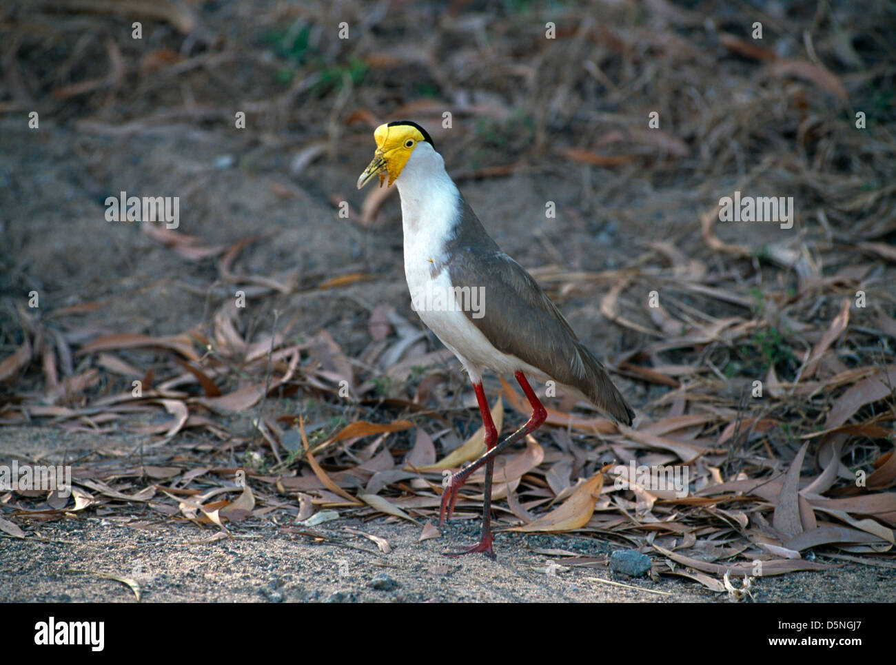 masked lapwing australia Stock Photo - Alamy