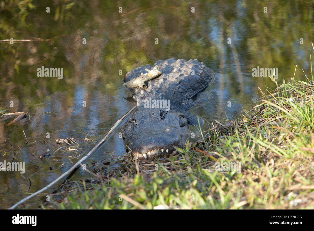 Alligator in the water Stock Photo Alamy
