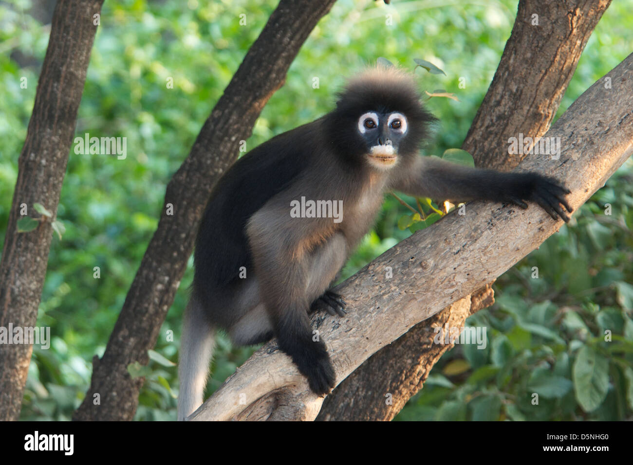 Dusky Leaf Monkey or Dusky Langur, Trachypithecus obscurus, in Khao Sam Roi Yot National Park, Thailand. Stock Photo