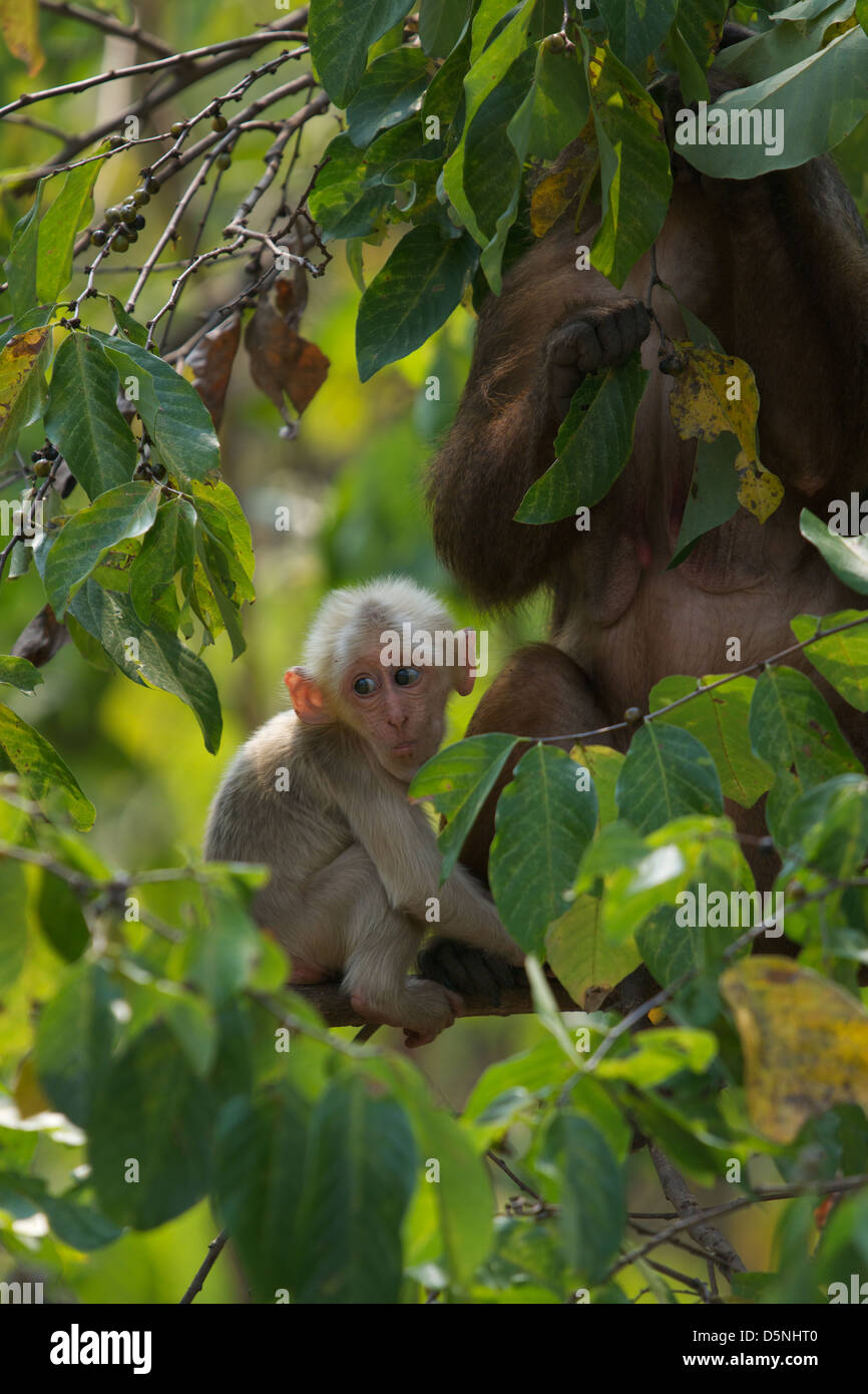 Wild Stump-tailed macaque, Macaca arctoides. Stock Photo