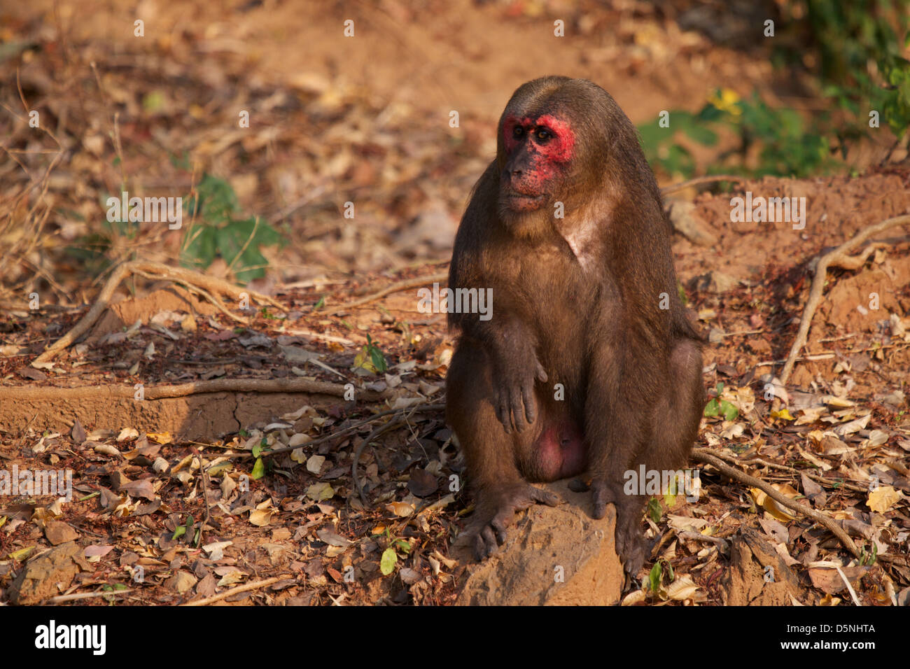 Stump tailed macaque macaca arctoides hi-res stock photography and ...
