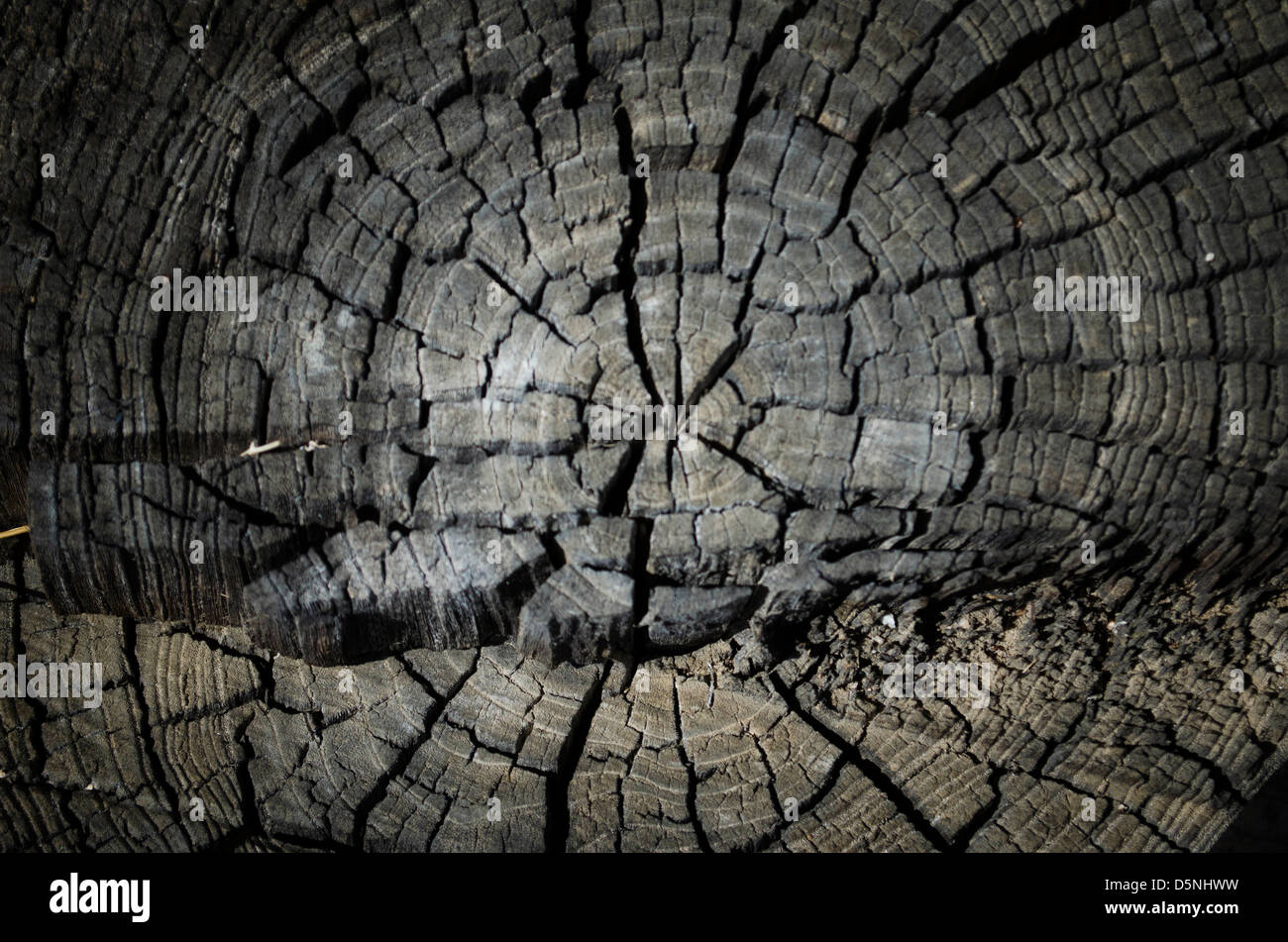 Backdrop of tree rings hi-res stock photography and images - Alamy