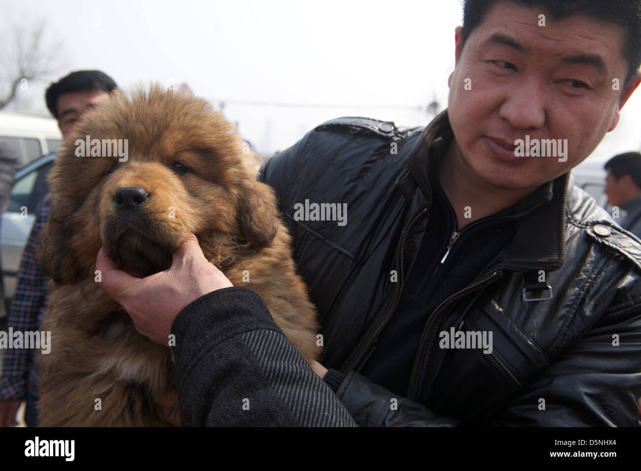 A buyer holds a Tibetan Mastiff cub bargaining with a seller at a dog market in Bazhou, Hebei province, China. 01-Apr-2013 Stock Photo