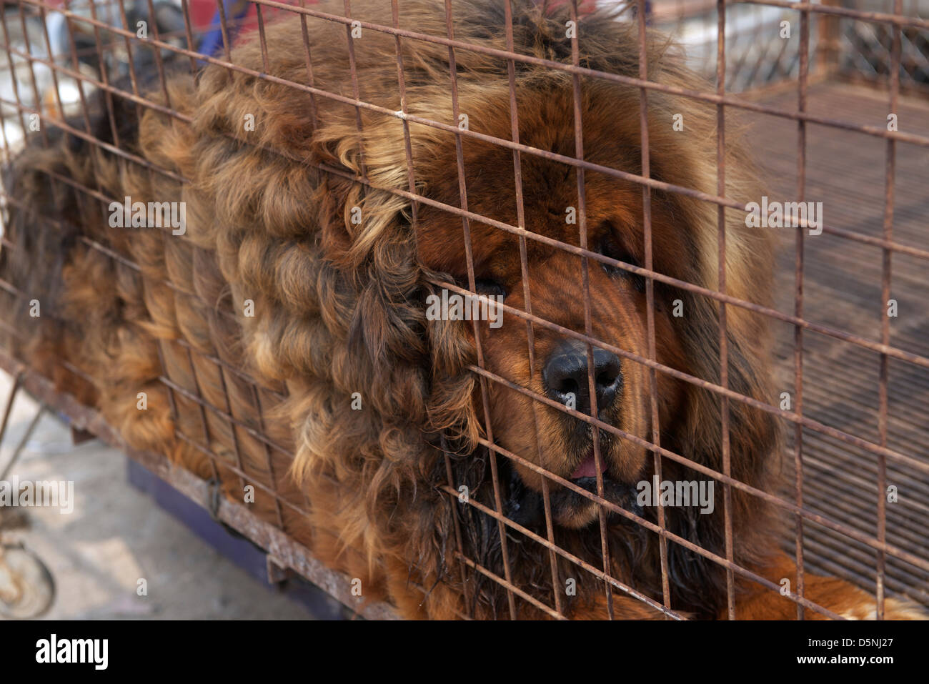 A pure Tibetan Mastiff is on sale at a dog market in Bazhou, Hebei province, China. 01-Apr-2013 Stock Photo