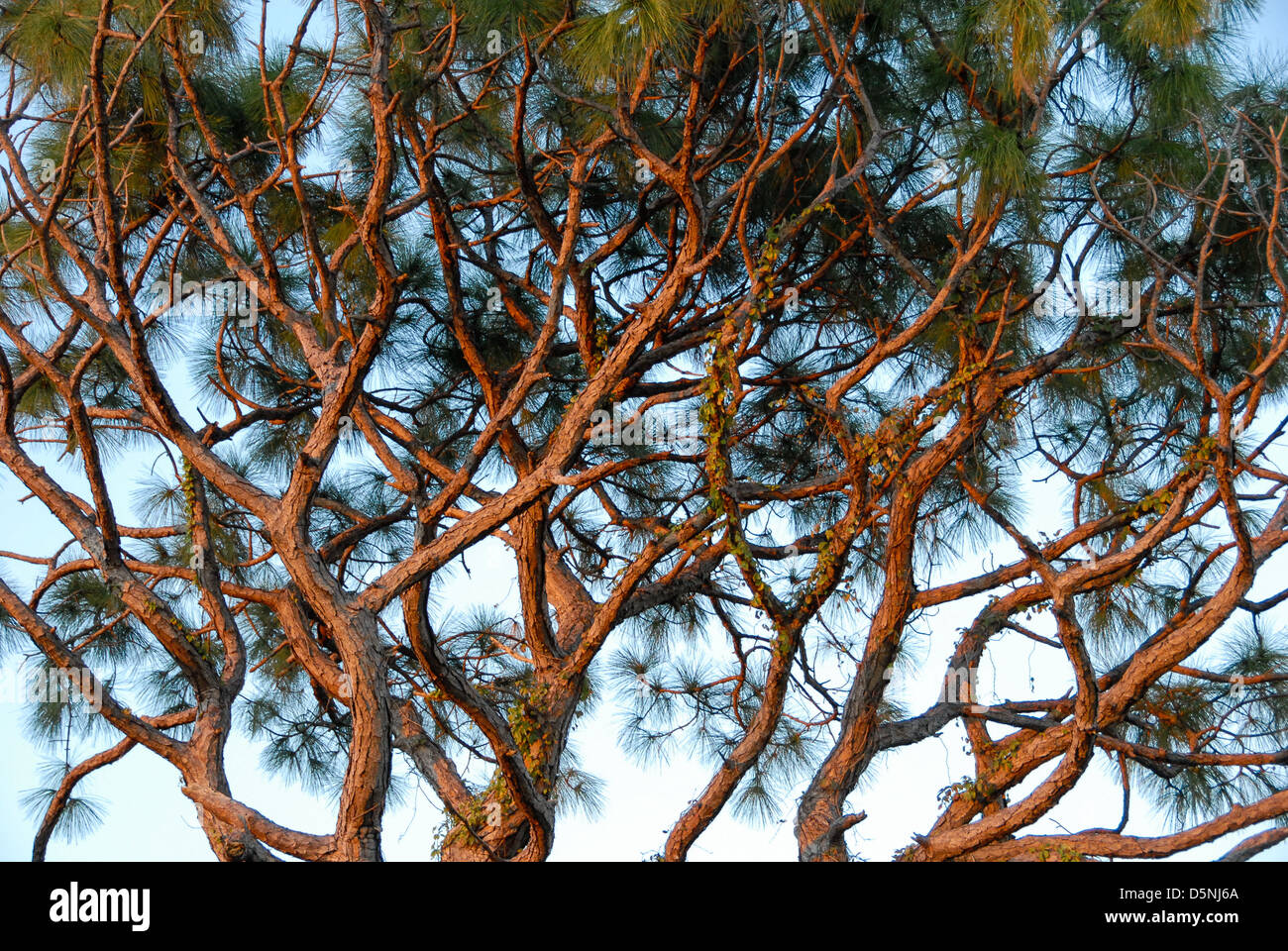 A South Florida pine tree raising its wild, twisted branches in the late afternoon sunlight. (USA) Stock Photo