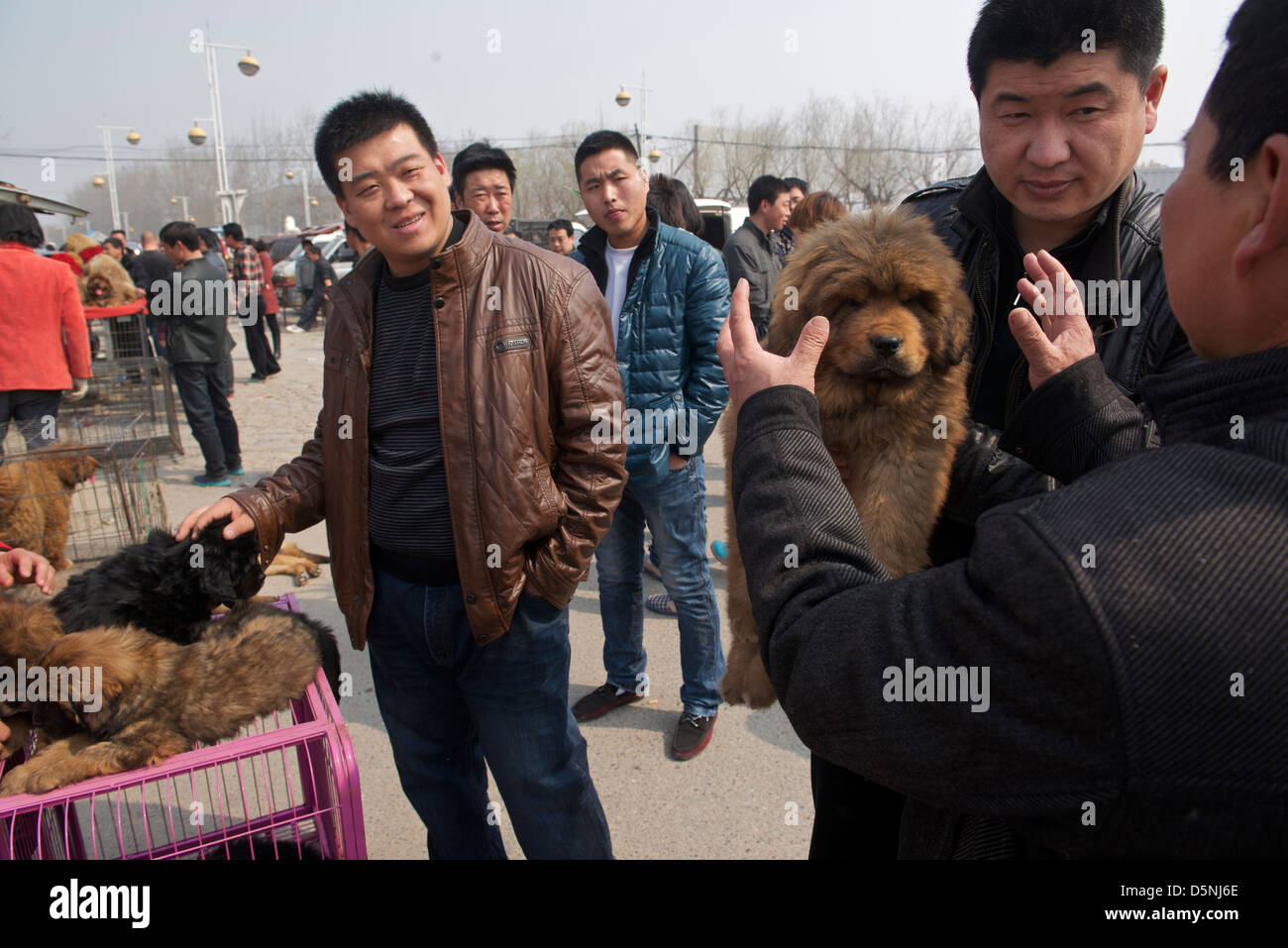 A buyer holds a Tibetan Mastiff cub bargaining with a seller at a dog market in Bazhou, Hebei province, China. 01-Apr-2013 Stock Photo
