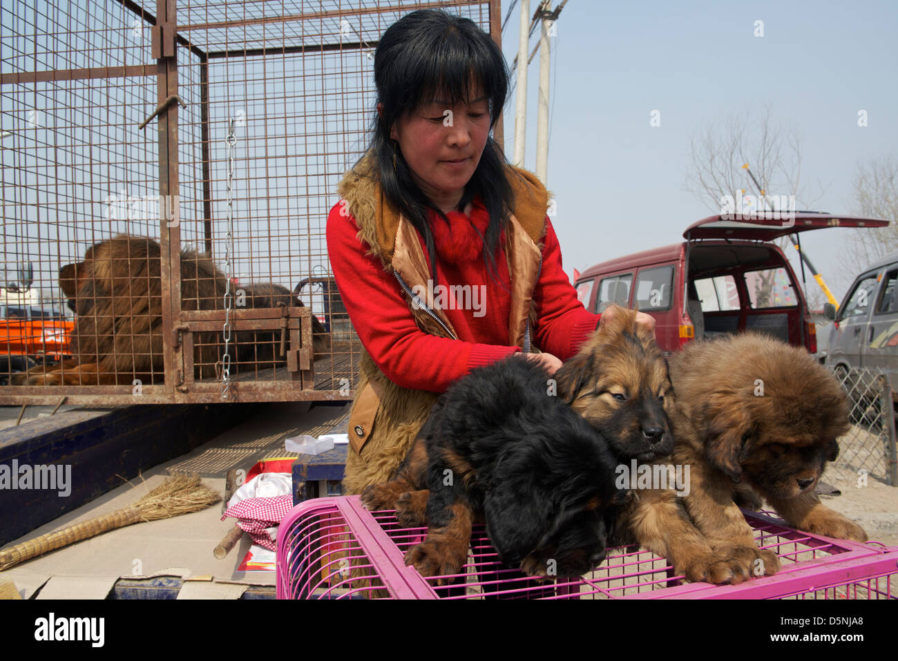 A lady lady sells Tibetan Mastiff cubs at a dog market in Bazhou, Hebei province, China. 01-Apr-2013 Stock Photo