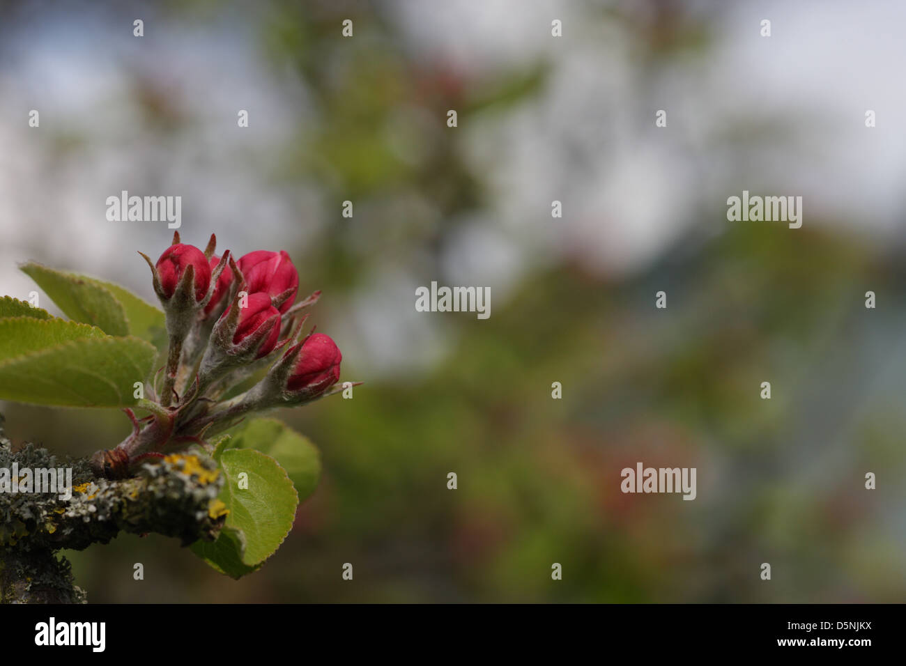 Apple blossom of Coxs' variety Stock Photo Alamy