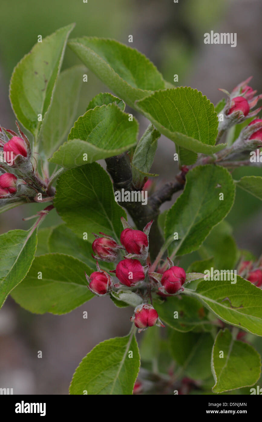 Apple blossom of Coxs' variety Stock Photo Alamy