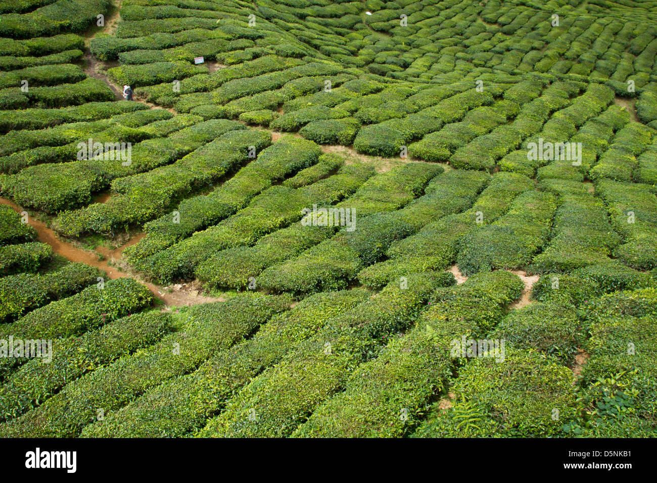 Tea Plantation at Cameron Highlands Malaysia Stock Photo
