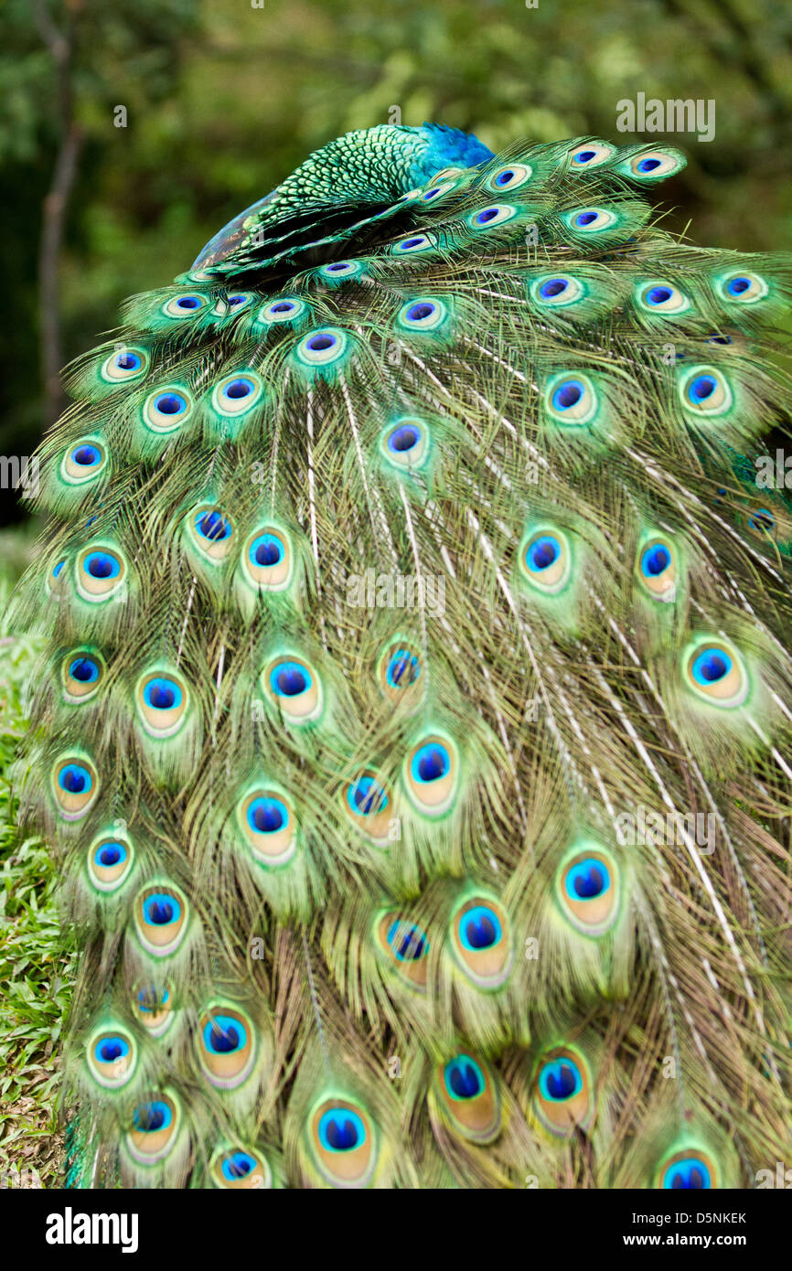 Elegant peacock displaying its feathers Stock Photo Alamy