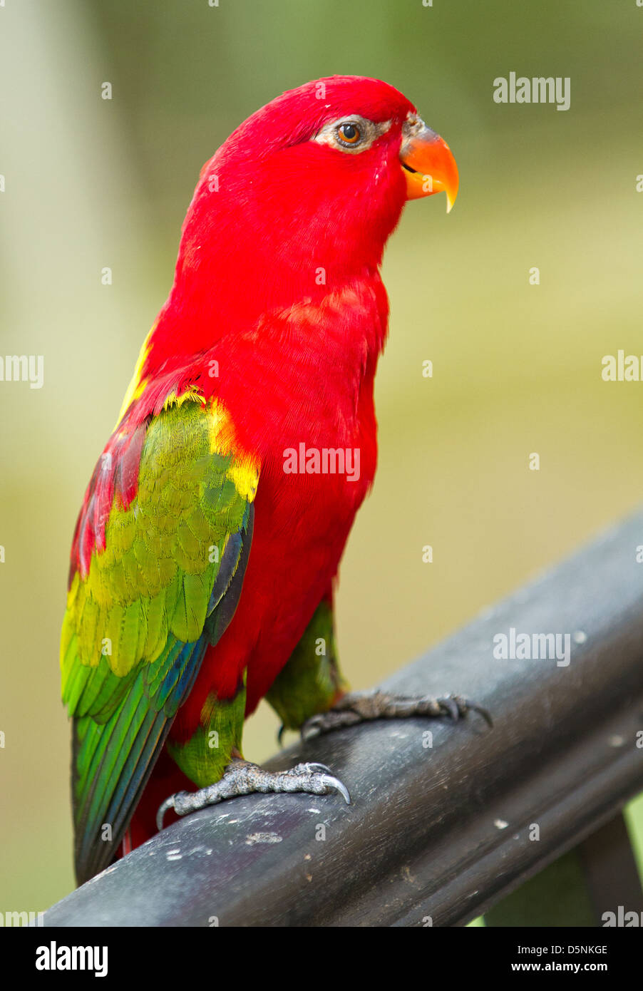 Portrait of a red parrot Stock Photo