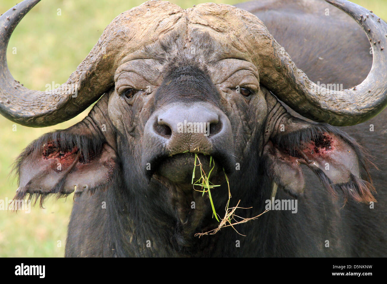 Portrait of an African Buffalo (Syncerus Caffer), Serengeti, Tanzania Stock Photo
