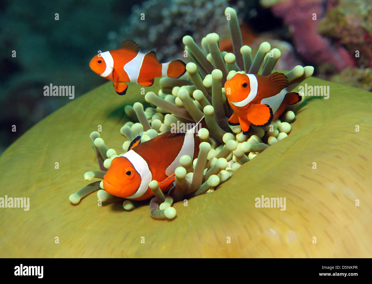 Western clown fish hi-res stock photography and images - Alamy, image size:1300x992