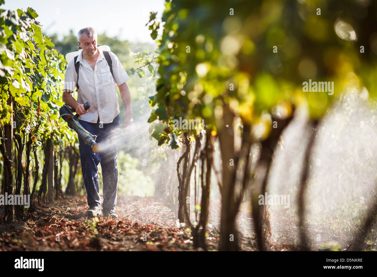 Vintner walking in his vineyard spraying chemicals on his vines Stock Photo