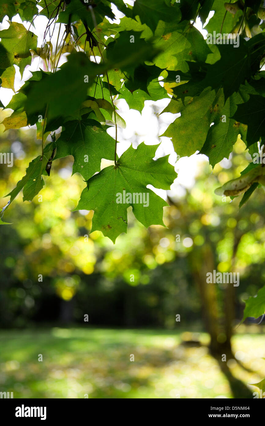Maple tree in early autumn Stock Photo - Alamy