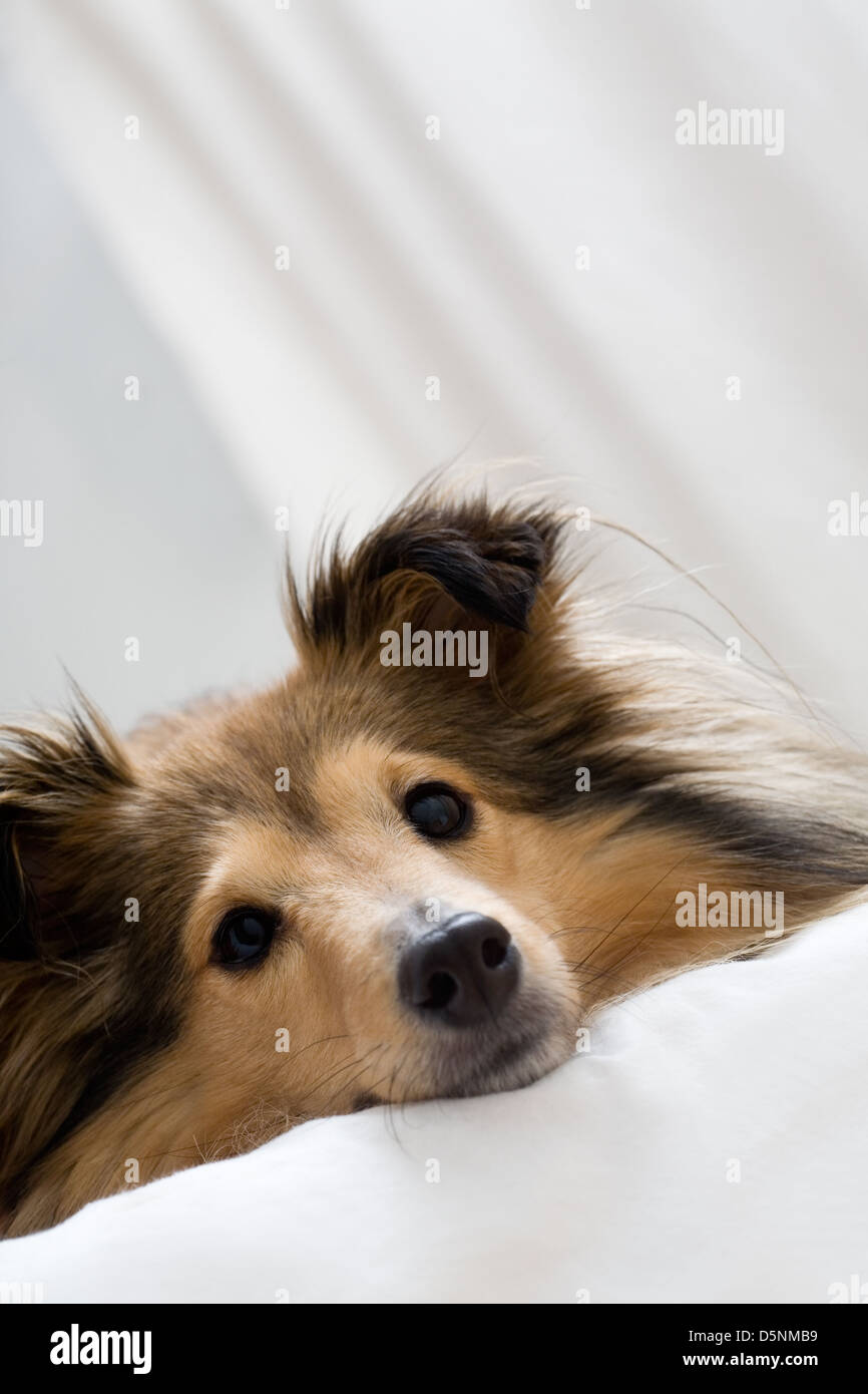 Cute sheltie laying on bed Stock Photo Alamy