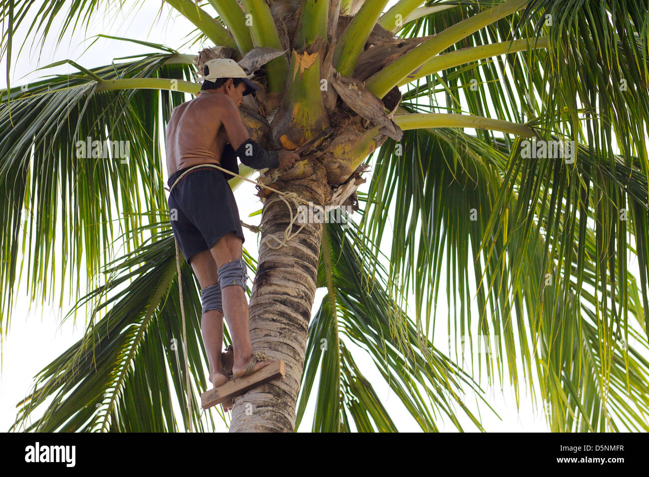 A man pruning a coconut tree, Phuket ,Thailand Stock Photo