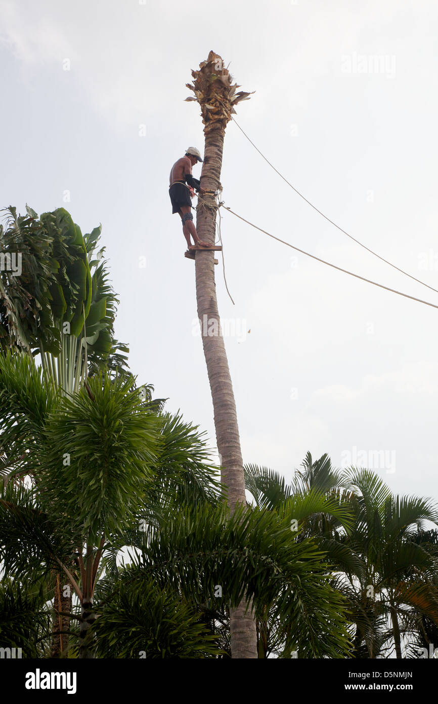 A man cutting down a coconut tree, Phuket, Thailand Stock Photo Alamy