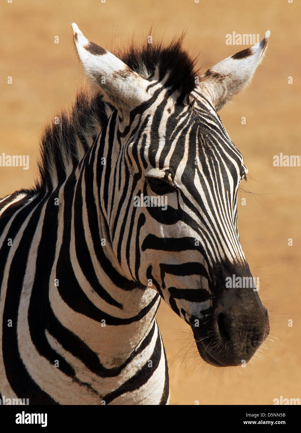 Portrait of a Plains Zebra (Equus Quagga), Ngorongoro, Tanzania Stock ...
